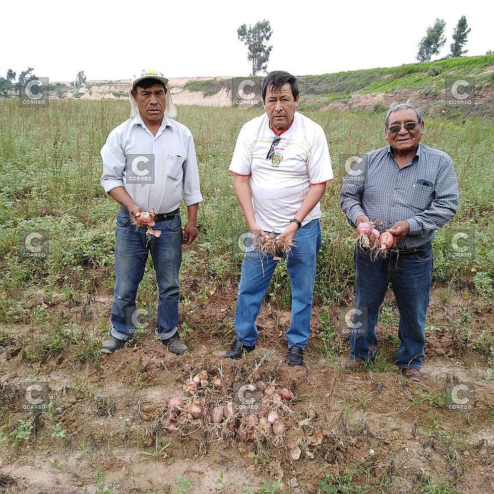 300 hectáreas de cebolla malogradas por las lluvias en Alto Cural (FOTOS)