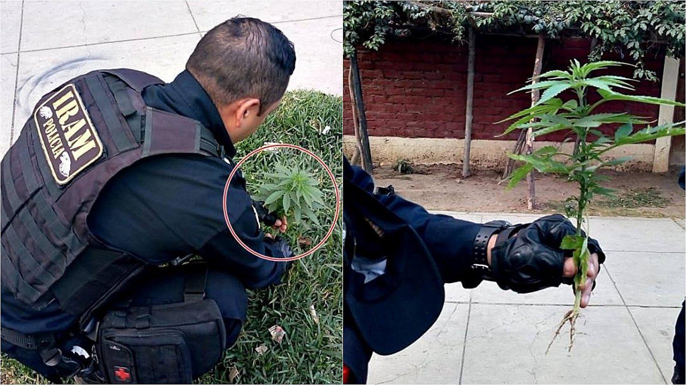 Erradican planta de marihuana que crecía en un parque de El Bosque 