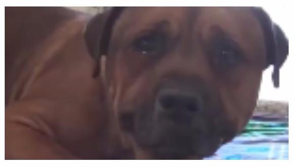 Facebook: el desconsolado llanto de perrito al notar que lo han abandonado (VIDEO)