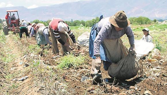 La agricultura en el país es cada vez más pequeña