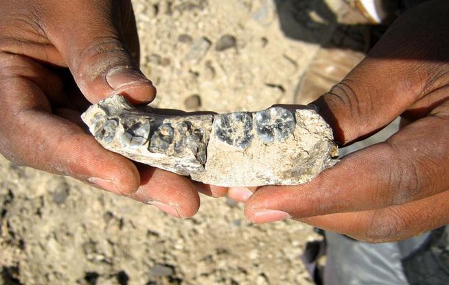 Arqueólogos descubren el fósil humano más antiguo del género 'Homo'