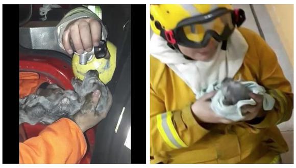 ​Bomberos salvaron a siete cachorritos de un incendio (VIDEO)