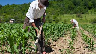 Junín: 25 174 agricultores cobran bono sequía y 18 233 tienen plazo hasta el 31 de marzo
