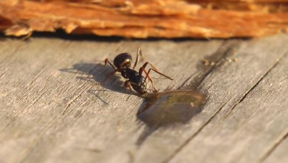 Mira la reacción de esta hormiga luego de beber vodka (VIDEO)