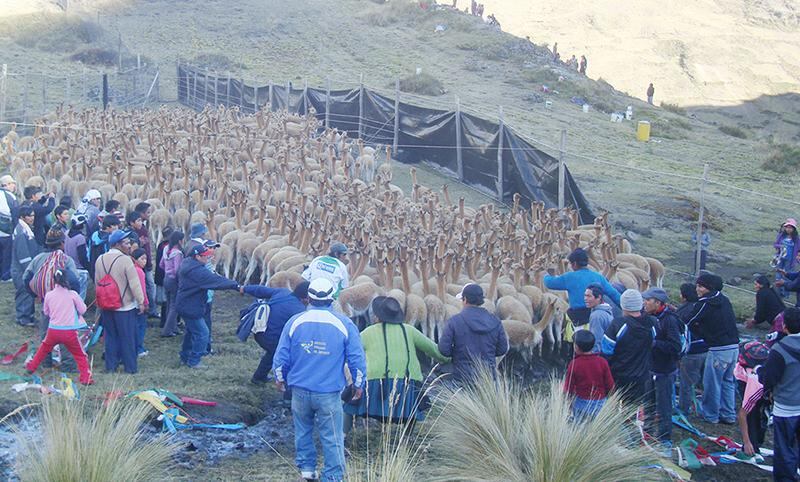 En chakus logran más de una tonelada de fibra de vicuña