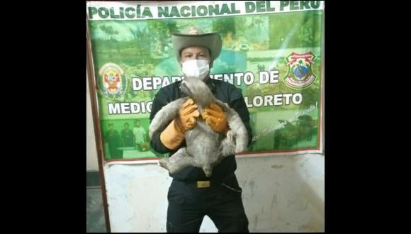 Loreto:  el oso perezoso fue puesto a disposición de la oficina desconcentrada de la Gerencia Regional de Desarrollo Forestal y Fauna Silvestre. (Foto: PNP)