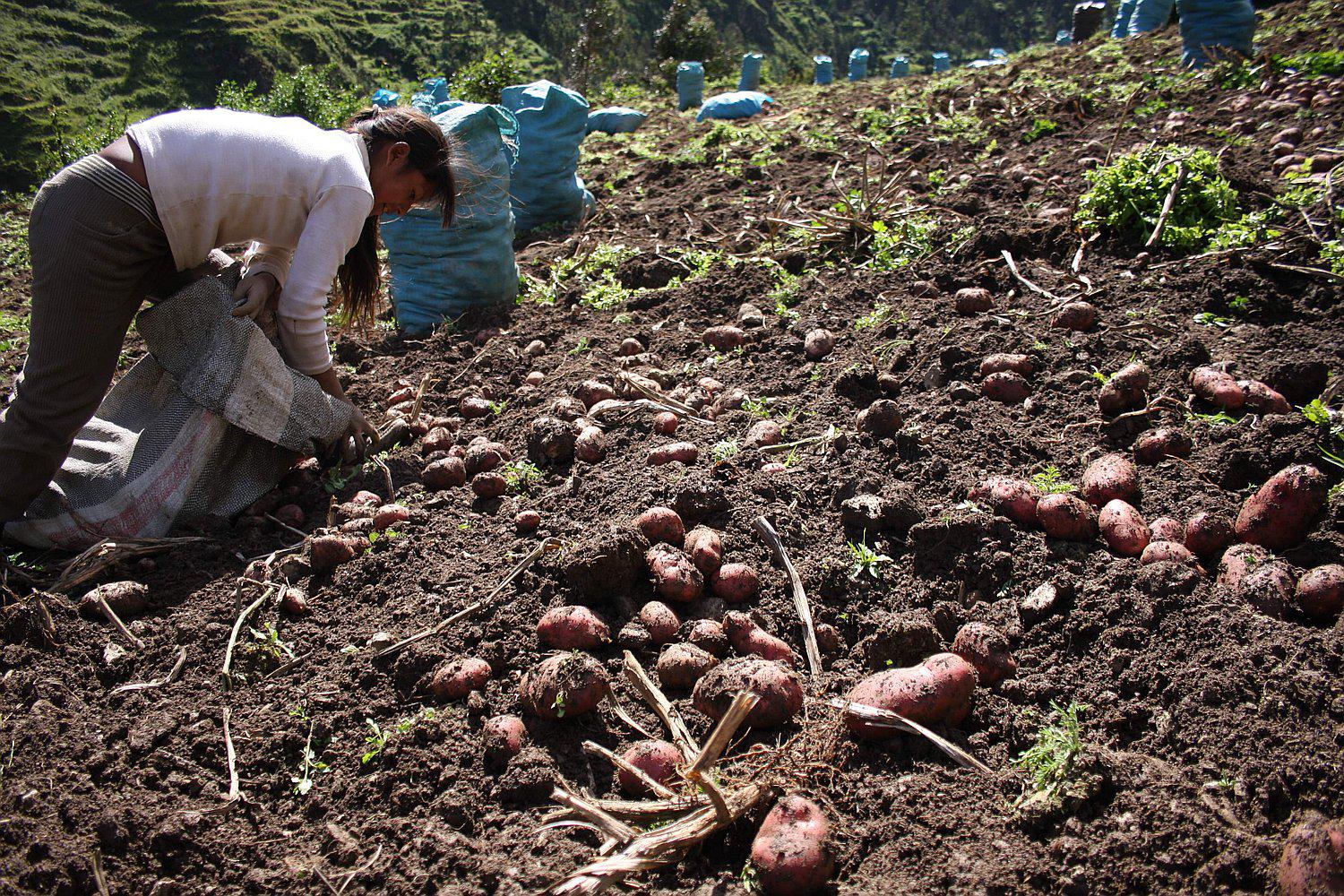 Productores de Huancayo estarían sembrando más de 2 mil hectáreas de papa de más