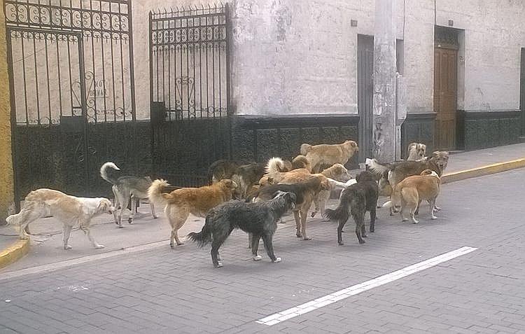 ​Campaña de vacunación contra la rabia canina terminó en Arequipa