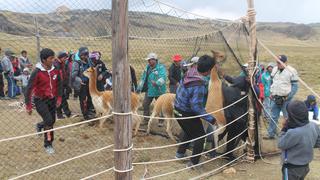 Visitantes podrán formar parte del cerco humano en chaccu de Huachocolpa