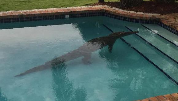 ​Increíble: hombre halla cocodrilo dentro de su piscina