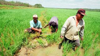 Piura: Agricultores no reciben apoyo por parte del Gobierno