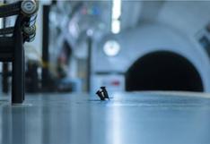Perfecta imagen de ratones peleando por migas en metro ganó concurso de fotografía