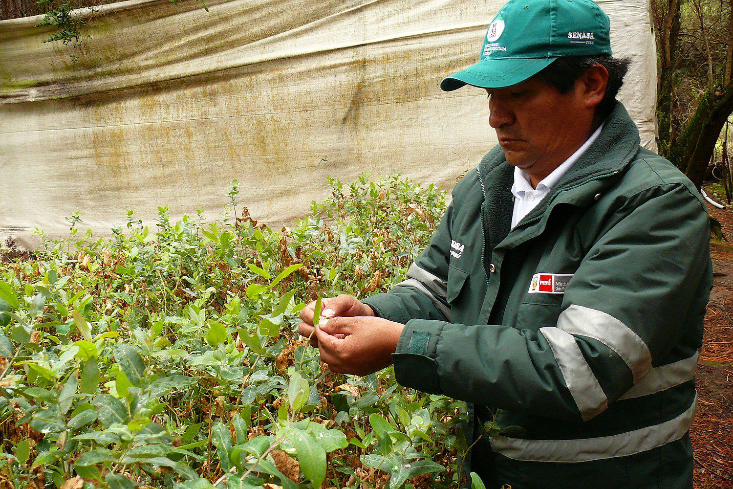 Senasa mantiene bajo control en 90% al pulgón del eucalipto en Huancavelica