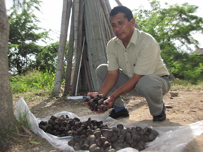 Produce anuncia la veda de las conchas negras y las conchas huequeras
