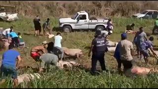 Argentina: decenas de personas se robaron los cerdos de un camión que volcó en la carretera (VIDEO)