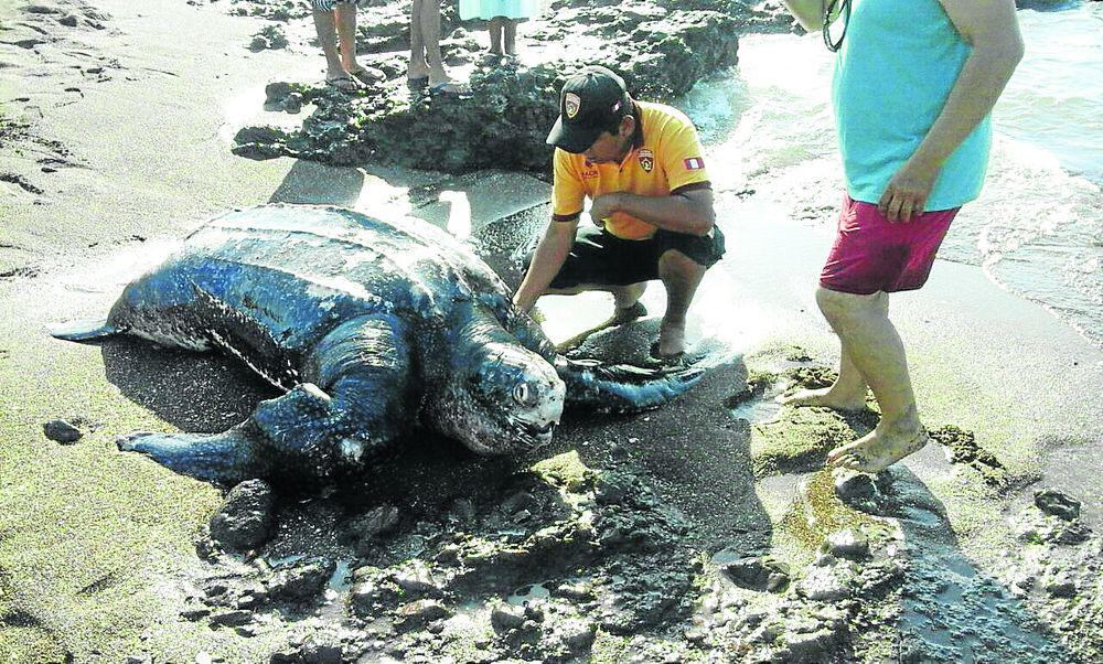 Tacna: mar vara tortuga marina nunca antes vista en la costa peruana