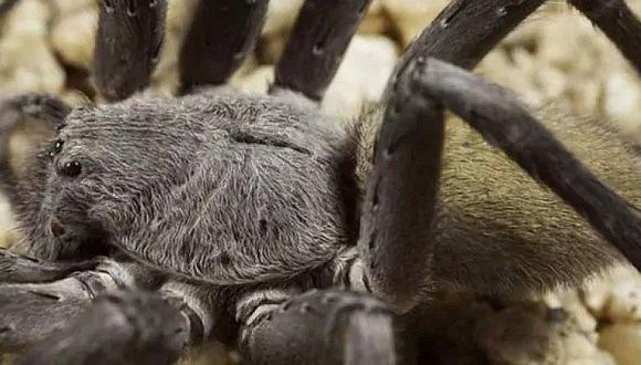 ​México: Descubren araña de gran tamaño que genera temor