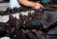 Los murciélagos aún están en el menú de Indonesia pese a los riesgos vinculados al coronavirus