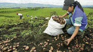 Sequías en la sierra generarían escasez de papa en los mercados, alerta CCL