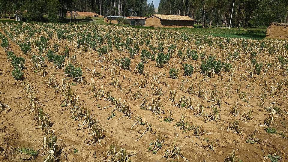 Jauja: Más de mil hectáreas de cultivos de maíz y papa fueron afectadas por heladas 
