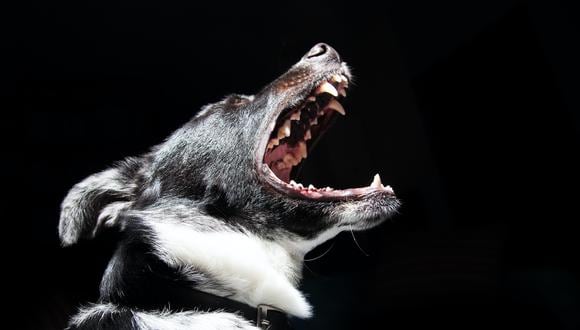 Si un perro muerde o causa algún tipo de lesión, la responsabilidad penal la asume aquella persona que acompañaba al can durante el incidente, sea o no su dueño, explica el especialista. (Foto: Pexel)