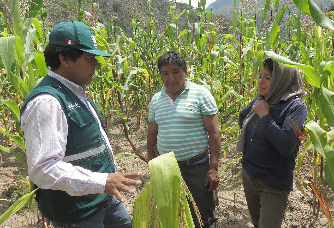 Evalúan cultivos de maíz para controlar plaga en Cusco