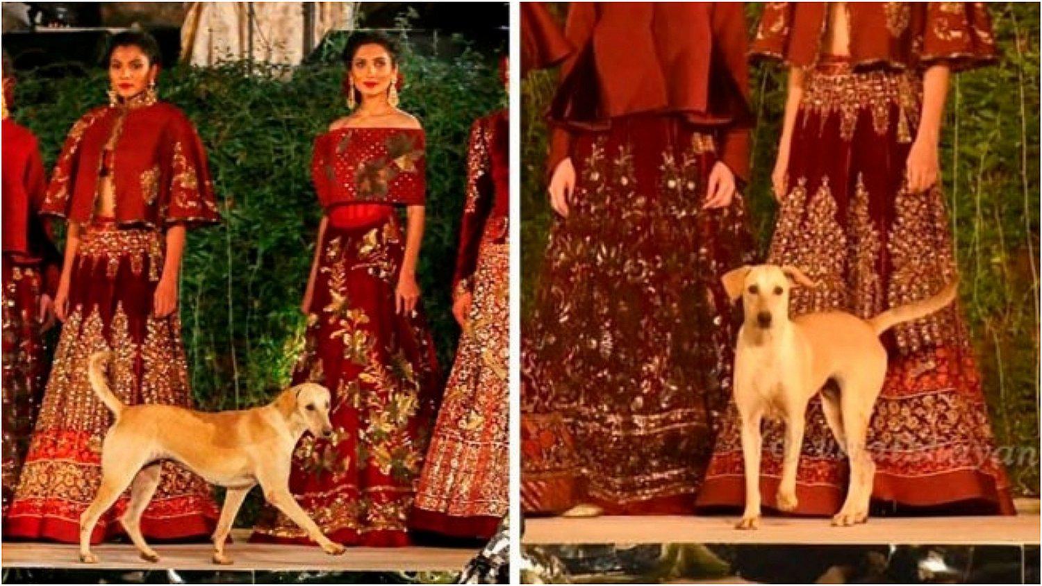 Perrito sin hogar irrumpe en desfile de modas y se convierte en el centro de atención 