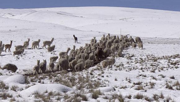 Puno: 8% de ganado alpacuno está afectado en El Collao 