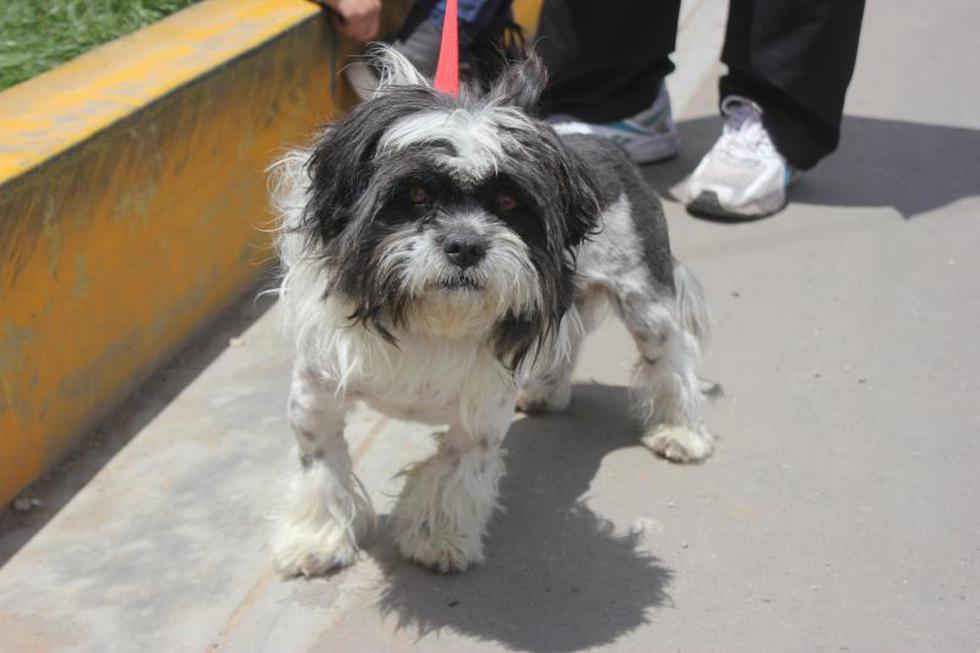 Una competencia  llena de 'amores perros' (FOTOS)