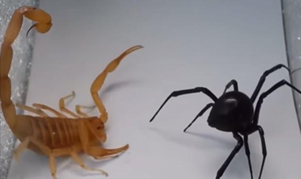 Pelea entre escorpión y viuda negra se viraliza en redes  (VIDEO)