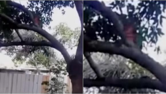 ​YouTube: ¡Aterrador! hombre capta un duende en el patio de su casa (VIDEO)
