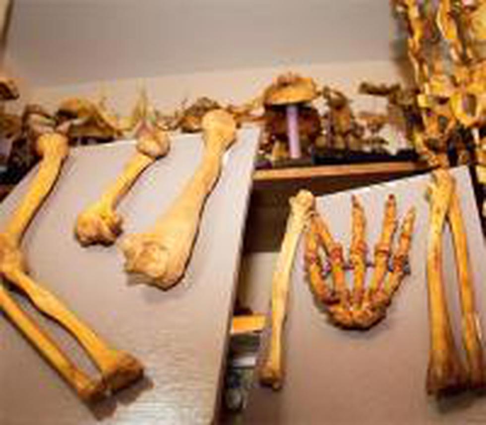 El señor de los huesos