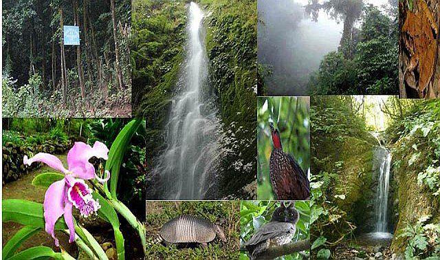 Piura: Población contribuye a fortalecer el turismo en el bosque de Cuyas en Ayabaca