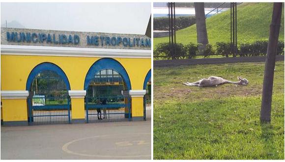 MML se pronuncia sobre caso de presunta desnutrición de alpaca en Parque Zonal Huiracocha (FOTO)