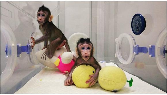 China clona dos primates para experimentar enfermedades cerebrales 