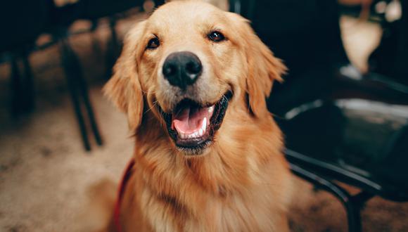 Si eres doglover o catlover cuida a tus engreídos si estás fuera de casa.