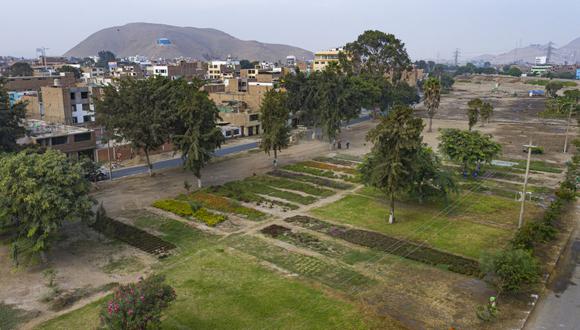 Mediante un convenio con el Servicio de Parques (Serpar), se plantarán especies arbustivas y forestales, como molles y laureles, en un área de 1,200 metros cuadrados. (Foto: Municipalidad de Lima)
