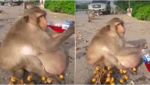 Mono obeso que comía comida chatarra fue rescatado y ahora está a dieta (VIDEO)