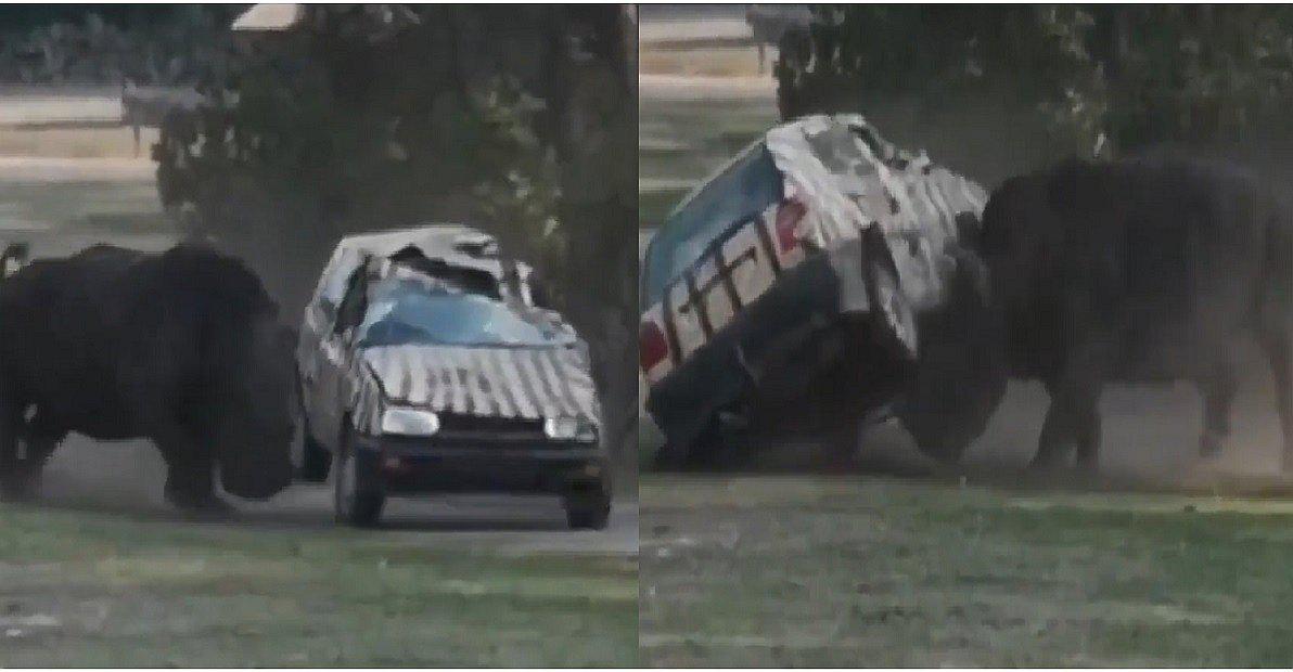 Rinoceronte ataca y destroza camioneta de su cuidadora en zoológico (VIDEOS)
