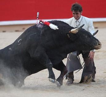 Corridas disminuyen en España y toros van directo al camal