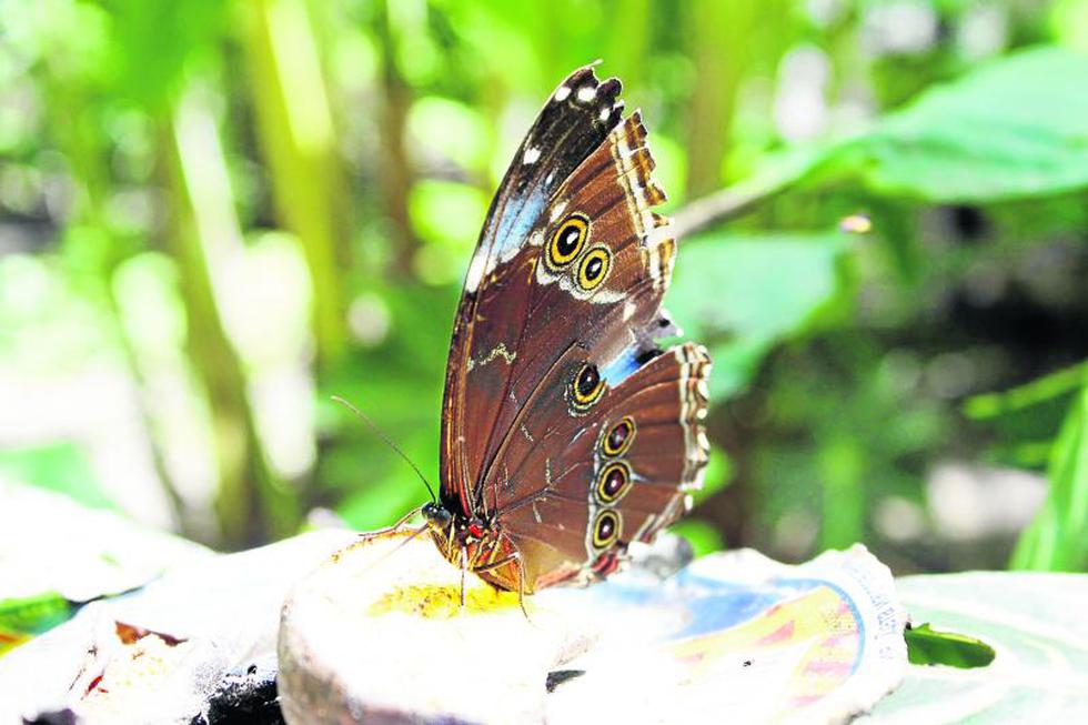 Volodymyr: El científico de las 'flores  voladoras' 