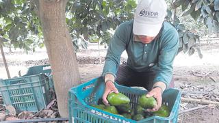 Áncash se consolida como el primer productor de palta orgánica