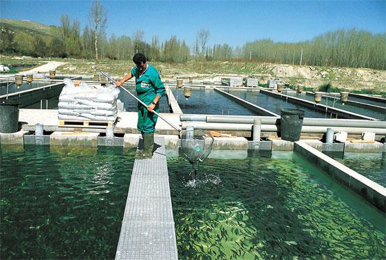 Sanidad pesquera fiscalizará venta de truchas y piscigranjas