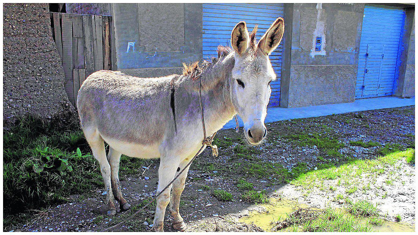 Piel de burro recauda más de 2 millones en exportación 