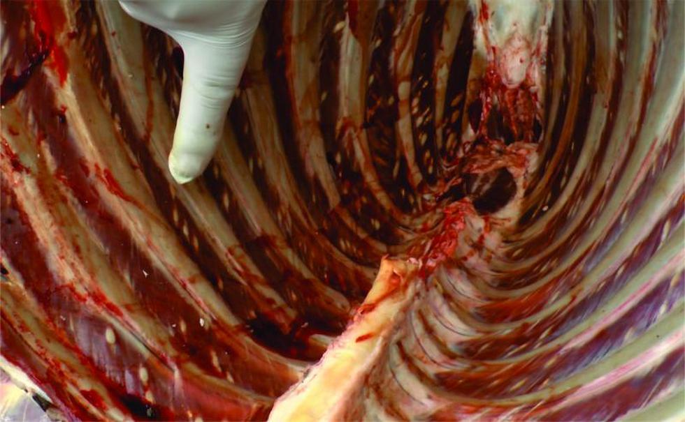 Incautan más de 100 kilos de carne de alpaca y llama con sarcocistosis