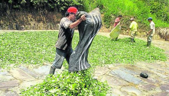 VRAEM: Reconvierten plantaciones de hoja de coca por café,cacao y piña