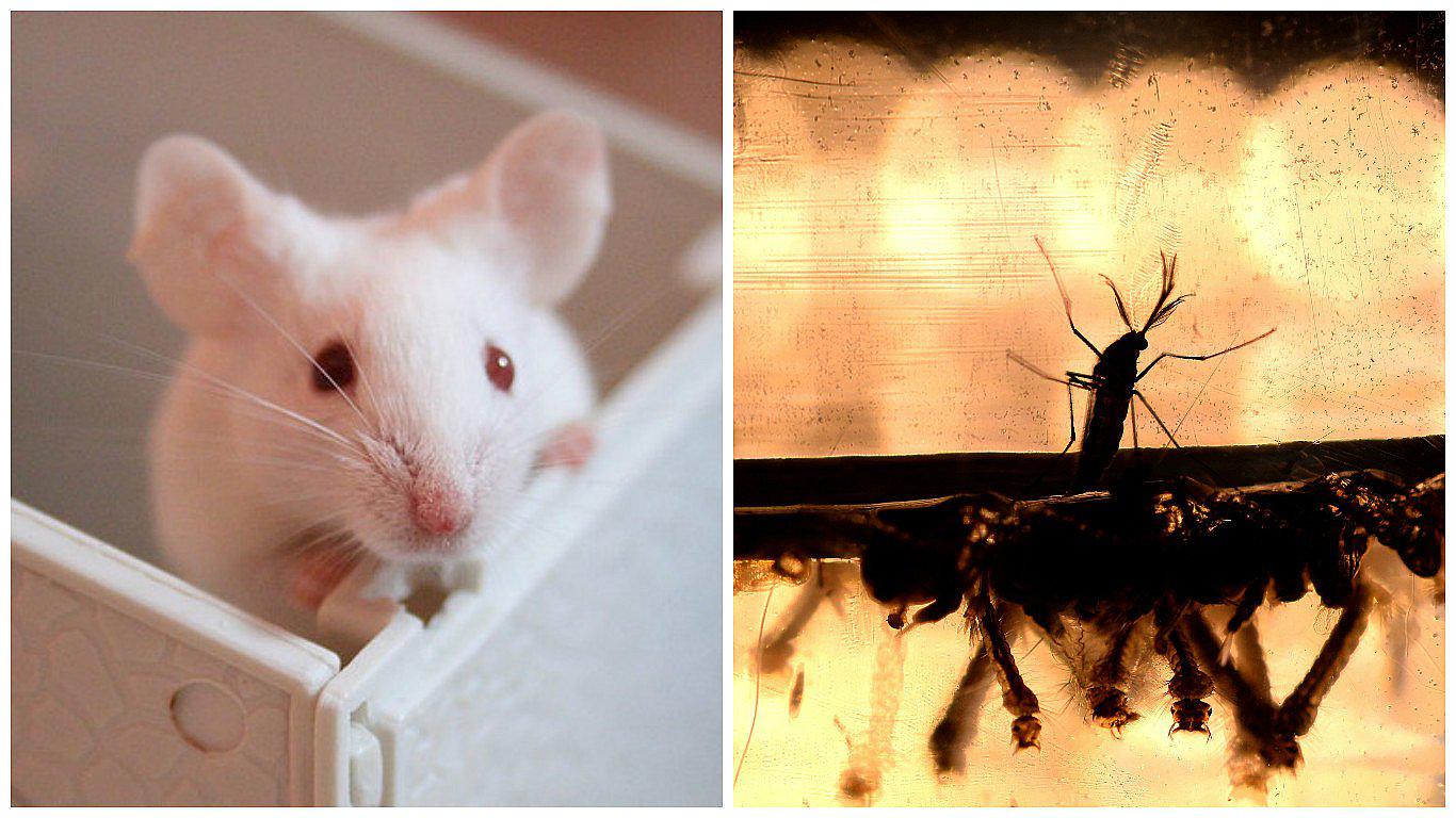 Virus Zika reduce la fertilidad y la testosterona en ratones, según un estudio