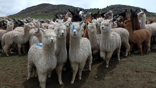 Mejoran productos de alpaca con embriones de calidad genética, en Puno