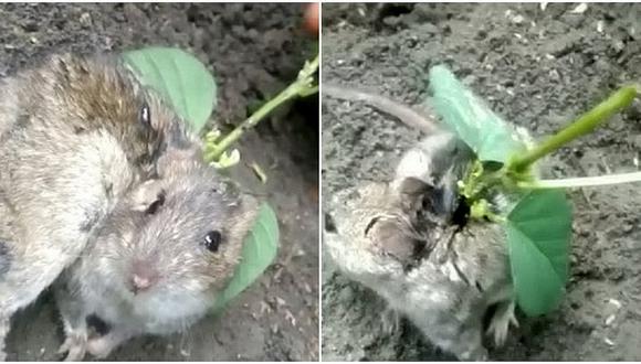 Encuentran a rata con una planta de soya creciéndole en la espalda (VIDEO)