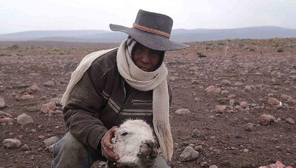 Comuneros preocupados por la muerte de alpacas por nevadas y heladas